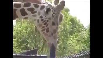 Giraffe porn